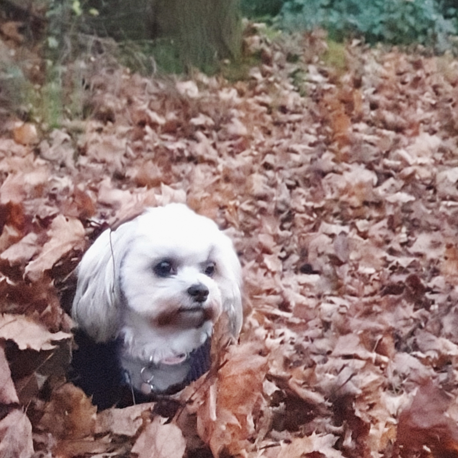 Dog walking and boarding Hitchin | Wellbeing Pet Services